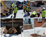 Collage of Public Works Workers Planting Tree