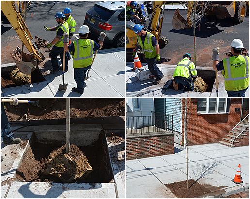 Collage of Public Works Workers Planting Tree